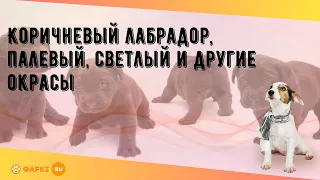 Коричневый лабрадор, палевый, светлый и другие окрасы