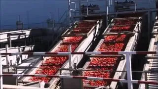 Sabores de Extremadura - Descubre el tomate