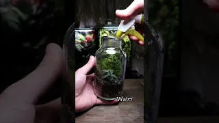 How to Make a Terrarium!