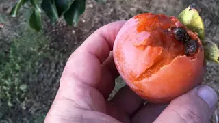 🍊 Persimmons 🍑 Why YOU Need To Grow Them ✔️ Raising Persimmons In Texas