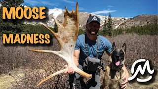 EPIC MOOSE SHED HUNT