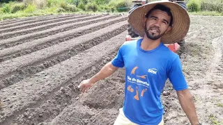REVELADO!! Produtor conta o segredo que vai fazer sua plantação de batata doce produzir como nunca.