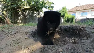 Schipperke - Les bébés le 20 juillet 2023