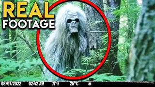 Drone Footage of Unknown Creature on Forest Trail