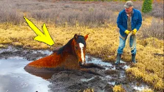 A man helped a crying horse. You won't believe how much she thanks him!