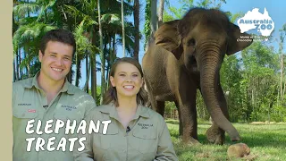 A special treat for our gentle giants | Australia Zoo Life