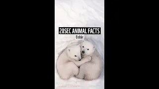 Animal Facts: 🐻‍❄️ Eisbär 🐻‍❄️ ❄️Wie viel wiegt ein Eisbärenjunge? #shorts #polarbear #natur