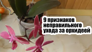 9 ошибок в уходе за орхидеей. Ошибки в уходе за орхидеями