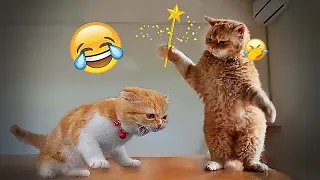 Try Not To Laugh 😍 Funniest Cats and Dogs 2024😻🐶