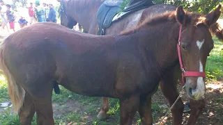 Feira de cavalo em Canafistula de Frei Damião AL 13/05/2024#nordeste