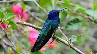 White necked Jacobin Hummingbird in Costa Rica