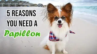 Top 5 Reasons You Need a Papillon Dog // Percy the Papillon Dog