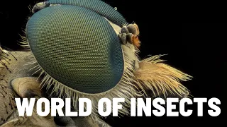 World of Insects .  Best Video of Insects With Relaxing Music .