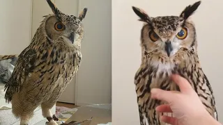 OWL BIRDS🦉- Funny Owls And Cute Owls Videos Compilation (2021) #018 - CLONDHO TV