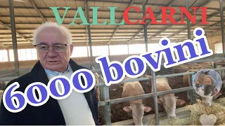 VALL.CARNI S.R.L. Di Gigi Vallino alleva 6000 capi bovini e ne trasforma 150 a settimana.Marene (CN)