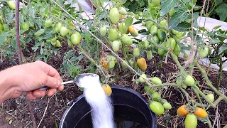 Дайте томатам в августе соль! Опытная соседка так делает 30 лет ее томаты мясистые и сладкие!