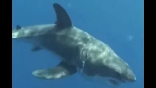 Great White Shark Pup off the Northern Aegean Coast of Turkey