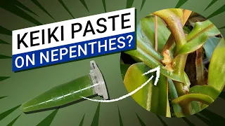 ❓ Is Keiki Paste working on Nepenthes? ✨ (aka Orchid Cloning Paste)