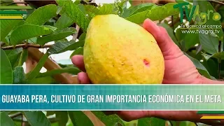 Importancia Economica del Cultivo de Guayaba Pera - TvAgro por Juan Gonzalo Angel