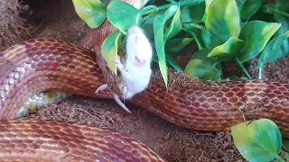 Mouse Swallowed Alive by Corn Snake (Feet-first/Backwards)