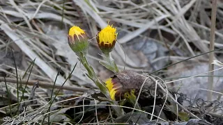 Мати-й-мачуха / Coltsfoot