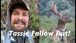 Epic Tasmanian Fallow Deer Rut (PART 1)