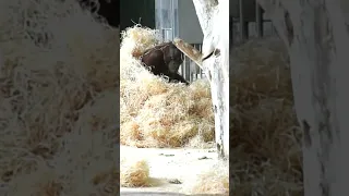 Funny Kendari cleverly climbs to the top#shorts#funnyvideos#orangutans#funnyanimals#zoo#respect