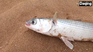 Daqing rushed to the sea, the tide retired, grabbed the live fan, and actually bite his hand.