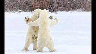 "Песенка про медведей" на английском (Song about Bears)