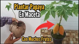 Como Plantar una Planta de Papaya en Maceta y que de Muchos Frutos