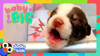 We Have Too Many Puppies!! And We Love Them ALL! | Dodo Kids | Baby2Big