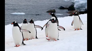 Penguin Highway on Antarctica