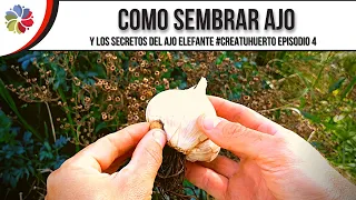 🌱 COMO SEMBRAR AJO y los SECRETOS del AJO ELEFANTE - ¡ES MARAVILLOSO! #CreaTuHuerto EP4