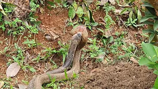 Snake mating