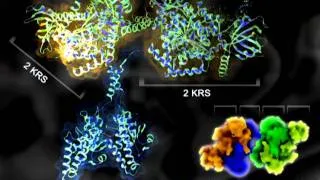 3D modeling of multi-tRNA synthetase complex.wmv