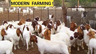 Farm Updates:  Goats On Free Range, Nutritious Grasses, Spraying Goats, Planting season!