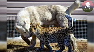 Mother Dog Adopts a Leopard and Raises Him As Her Own Baby