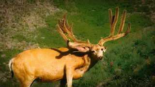 "Popeye" Death of this famous buck. The Real Story-Western Hunting History