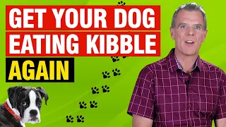 Dog Won't Eat Kibble (How to Solve The Problem)