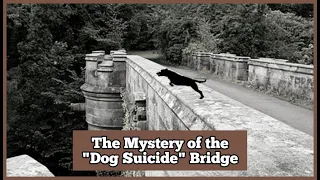 The Mystery of the Dog Suicide Bridge | Overtoun Bridge Scotland | Agent Knowledge