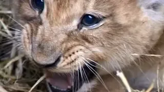 Animal Park - Lion Cub Injections & Marmosets | Safari Park Documentary | Natural History Channel