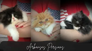 HAPPY PERSIAN KITTENS PLAYING