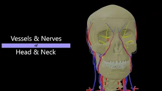Nerves & Vessels of Head & Neck | 3D Anatomy | Lecture class