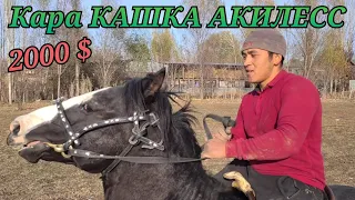 ИСЛАМДЫН АТЫ УЛАКТЫН АТЫ 👍 КАРА КАШКА