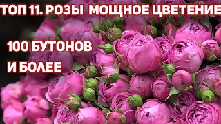 100 РОЗ и более на одном кусте. ТОП 11- Самые обильноцветущие розы  с букетным цветением!