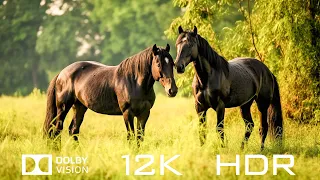 Dolby Vision 12K HDR 120fps -Top 1000 Beautiful Animals Of The World And Relaxing Piano music