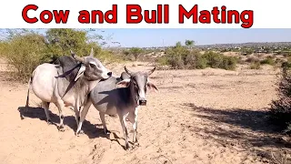 big bull mating small cow || attack on small cow