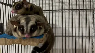 Sugar Glider Barks - Cute Barking - Puppy Barks??