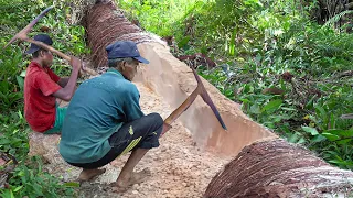 Strange Process of Making & Eating Palm Trees