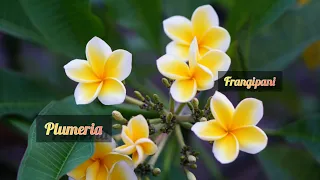 All about Plumeria, Frangipani or pangoda by Garden in heaven...